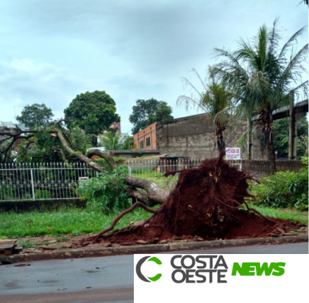 Temporal derruba árvores e destelha casas em São Miguel do Iguaçu