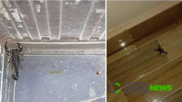 Moradores se assustam com a presença de escorpiões dentro de casa em Medianeira