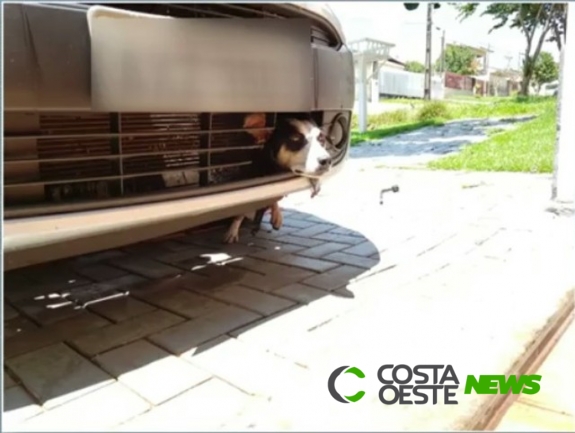 Cachorra se esconde de fogos, fica presa em carro e viaja 100 quilômetros
