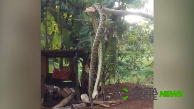 Homem é picado por jararaca no quintal de casa