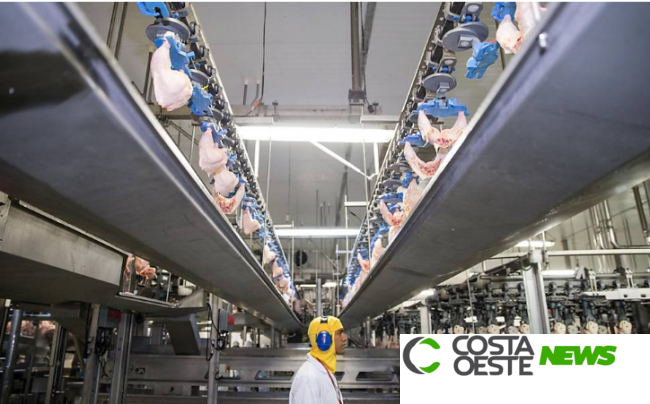 Arábia Saudita suspende importação de carne de frango de 33 frigoríficos do Brasil