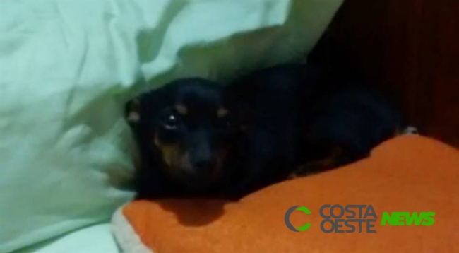 Mulher mata cão a pauladas por latir para o cachorro dela