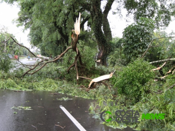 Tarde de quarta começa com temporal e queda de árvores em Curitiba