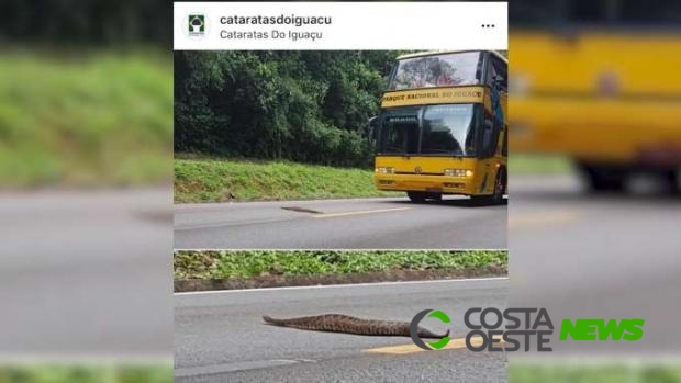 Cobra cascavel é flagrada no meio da pista no Parque Nacional do Iguaçu
