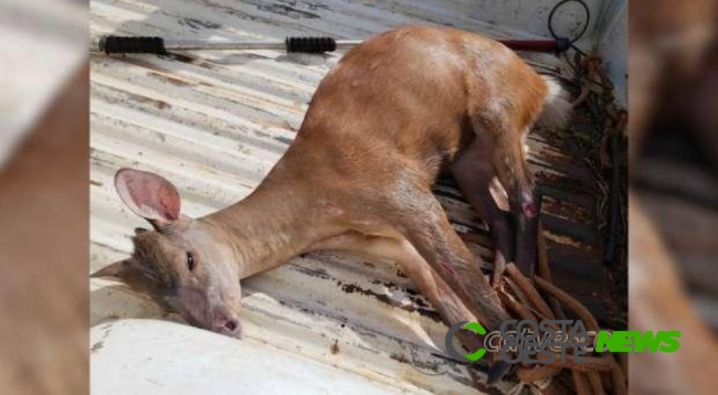 Veado foge do Parque Nacional do Iguaçu e se esconde em mecânica na BR-277