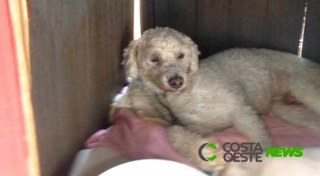 Região: Ataque de abelhas deixa três cachorros mortos e mulher ferida