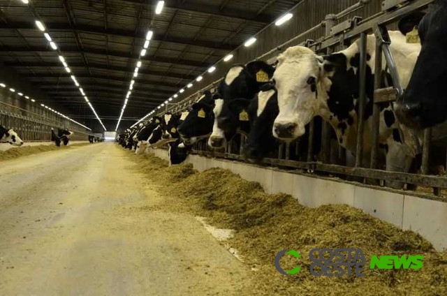 Show Rural: balança de passagem e confinamento com ventilação cruzada serão atrações na área da pecuária