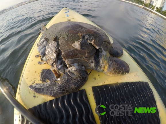 Tartaruga morre após ter casco destruído por moto aquática 