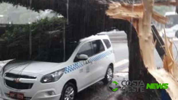 VÍDEO: Temporal derruba árvores e causa estragos em Foz do Iguaçu