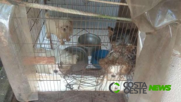 Animais em situações de maus tratos são apreendidos pela Polícia Ambiental