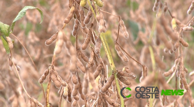 Safra paranaense de soja deve ter queda de 15% na colheita, diz Deral