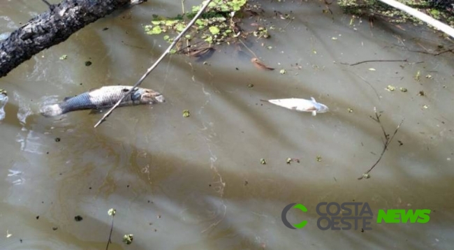 50 toneladas de peixes morrem contaminadas no Rio Piquiri