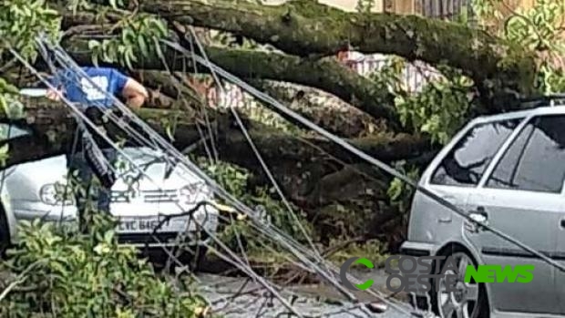 Temporal derruba árvores e postes e deixa estragos em Londrina