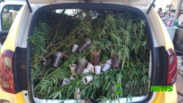 Homem é preso após ser flagrado com 40 pés de maconha