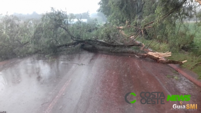 Árvores caem e interditam PR 497, em São Miguel do Iguaçu