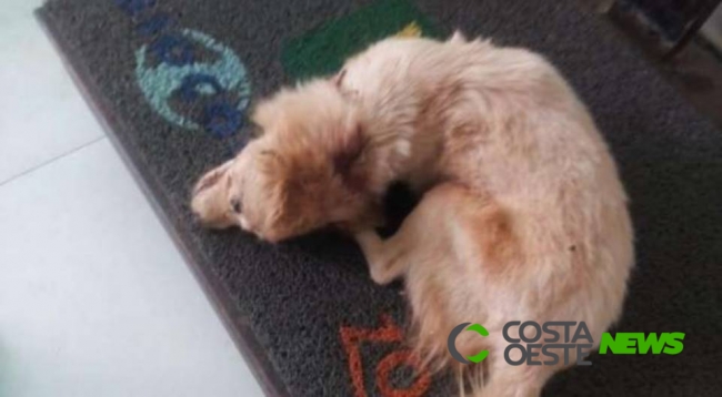 Homem é detido ao tentar matar cachorro com enxada