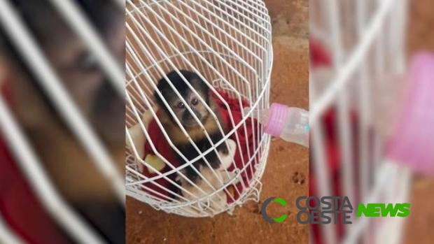 Filhote de macaco é resgatado após ficar dois dias ao lado do corpo da mãe atropelada na PR 491