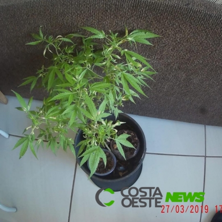 Homem é preso com três pés de maconha em apartamento