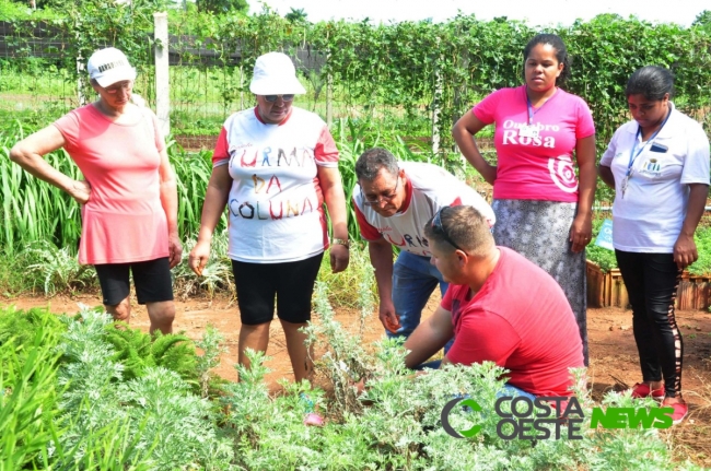  Horta de plantas medicinais pode reduzir consumo de medicamentos