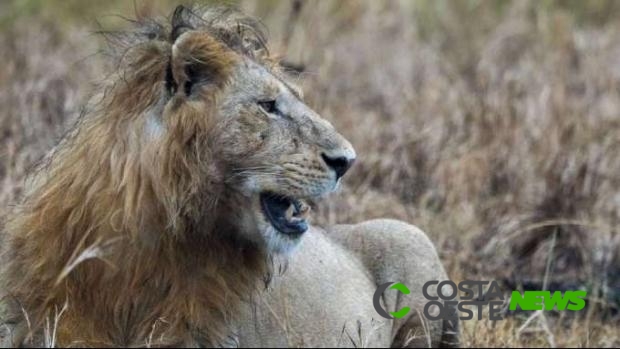 Caçador pisoteado por elefante é comido por leões na África do Sul