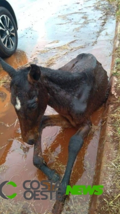 Mais um cavalo é resgatado em estado de abandono