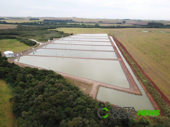 Região Oeste representa a maior parte da produção de tilápias do Paraná