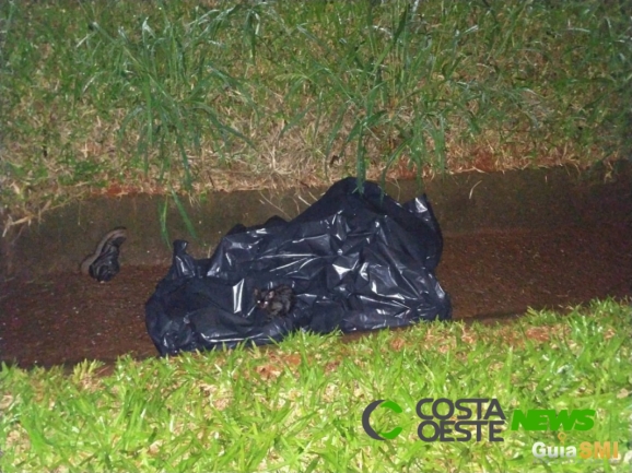 Atropelamento na BR- 277 deixa uma vítima fatal