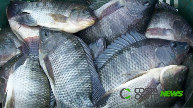 Aumento no consumo de peixes estimula produção na região Sul