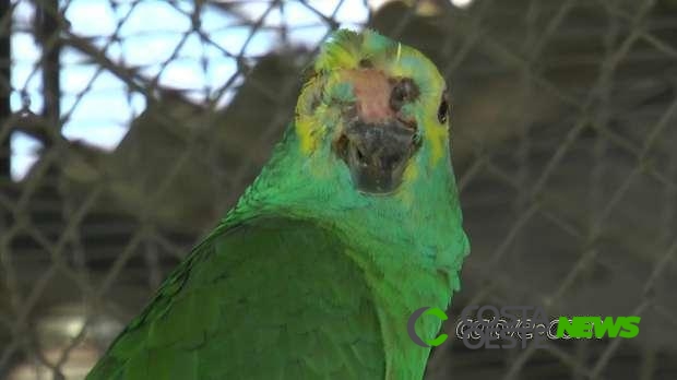 Papagaio roubado volta sozinho ao zoológico da região