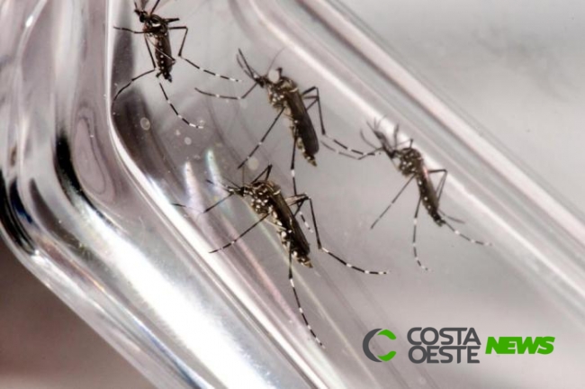 Casos confirmados de dengue sobem para 114 em São Miguel do Iguaçu