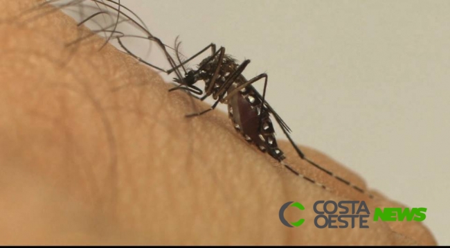 Com novos casos, Paraná mantém alerta contra dengue