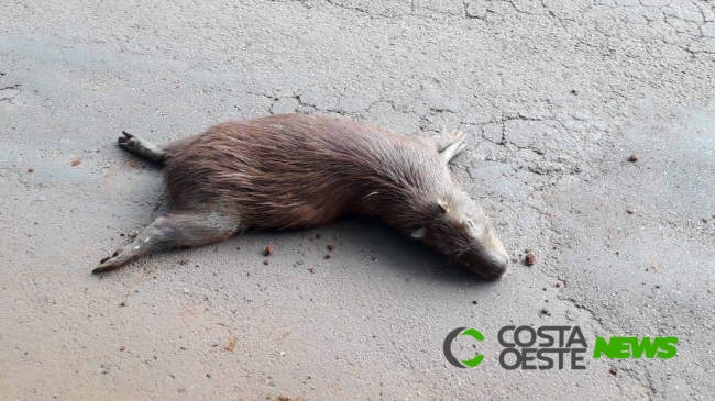 Capivara é atropelada em rua próximo ao Zoológico de Cascavel