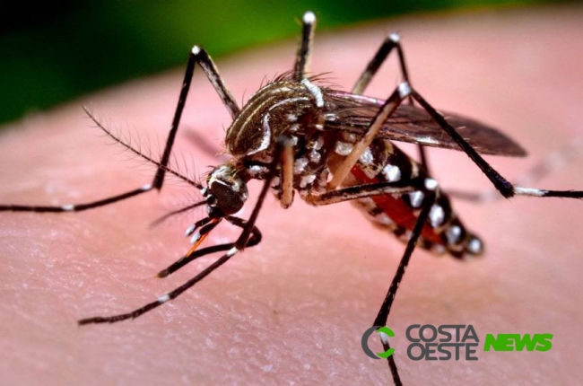 Casos de dengue avançam 339% no Brasil