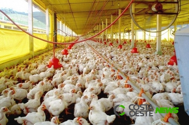 Brasil vai passar a exportar carne de frango para a Índia