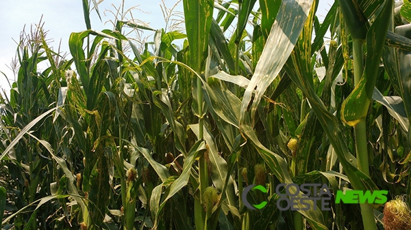 Nova doença preocupa produtores de milho da Microrregião 