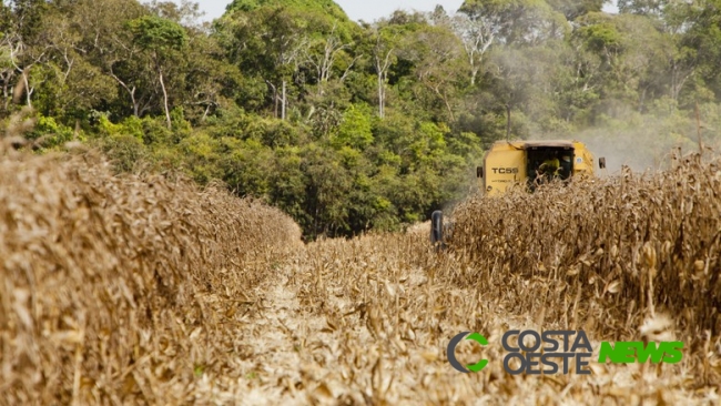 Produtividade do milho está acima da expectativa após colhida mais de 35% da safra na região 