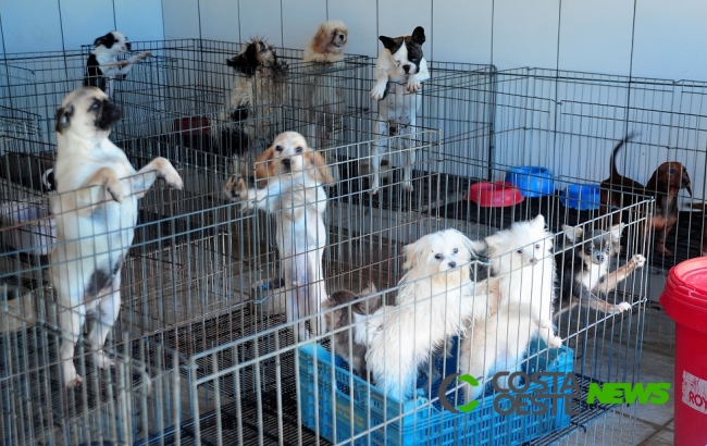 Deputados debatem projeto de lei que proíbe venda de animais em pet shops