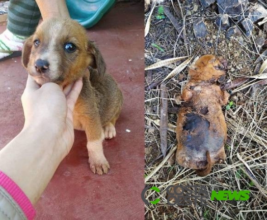 Filhote de cachorrinha é morta e tem as quatro patas decepadas