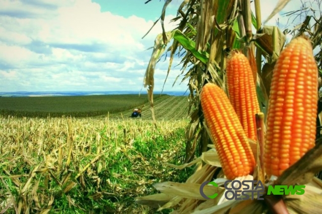 Apesar de problemas climáticos, produção de milho deve ser maior no Paraná