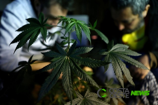 Anvisa aprova proposta que pode liberar o cultivo de maconha medicinal para indústria e ciência