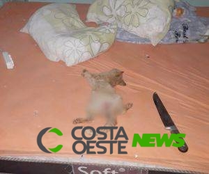 Casal retorna de viagem e encontra gato morto e com sinais de estupro