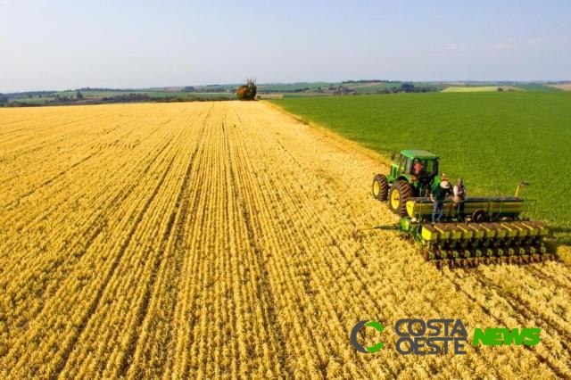 Plantio de trigo no Paraná atinge 91% da área e chuvas trazem alívio, diz Deral