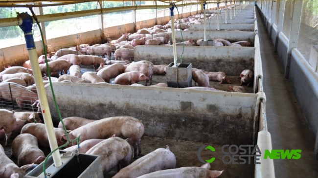 Pecuaristas contabilizam perdas pela geada; 300 leitões morreram de frio em Entre Rios do Oeste