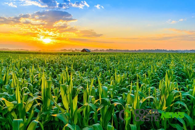 Em dez anos, área plantada será ampliada em 10,3 milhões de hectares no Brasil