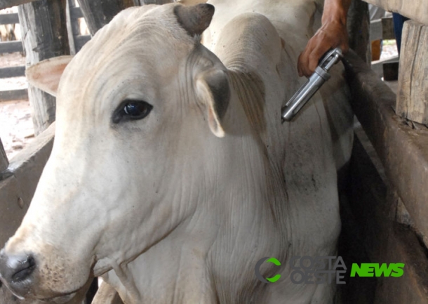 Paraná vai sediar simulado para atendimento rápido a possíveis focos de aftosa