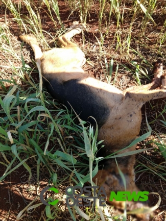 Polícia Civil indicia homem por matar cachorro
