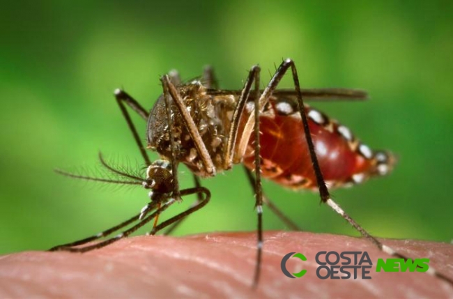 Saúde registra aumento de casos de dengue no Paraná