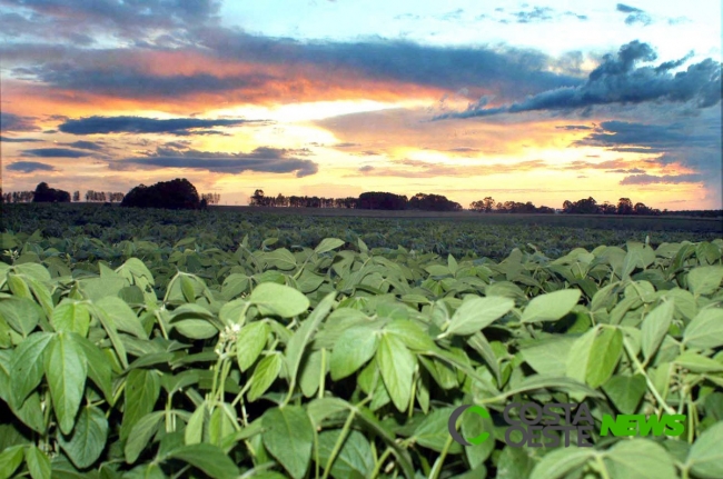 Paraná reduz em até 50% uso de agroquímicos na soja