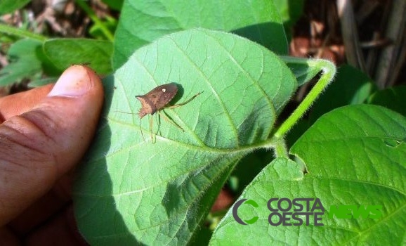 Terra Roxa sediará o 1º Encontro de Produtores de Soja da Região de Toledo