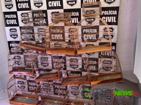 Morador da região é preso com 12 pássaros silvestres 